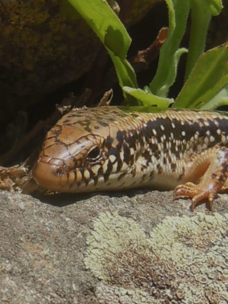 ..gongili ocellati dalla Gallura